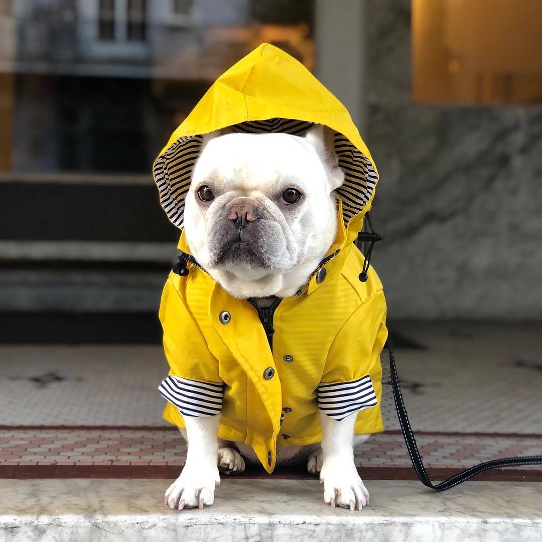 Imperméable à capuche pour chien