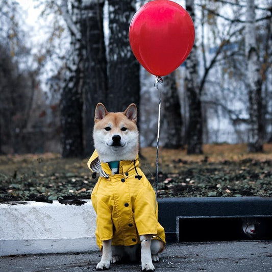 Imperméable à capuche pour chien