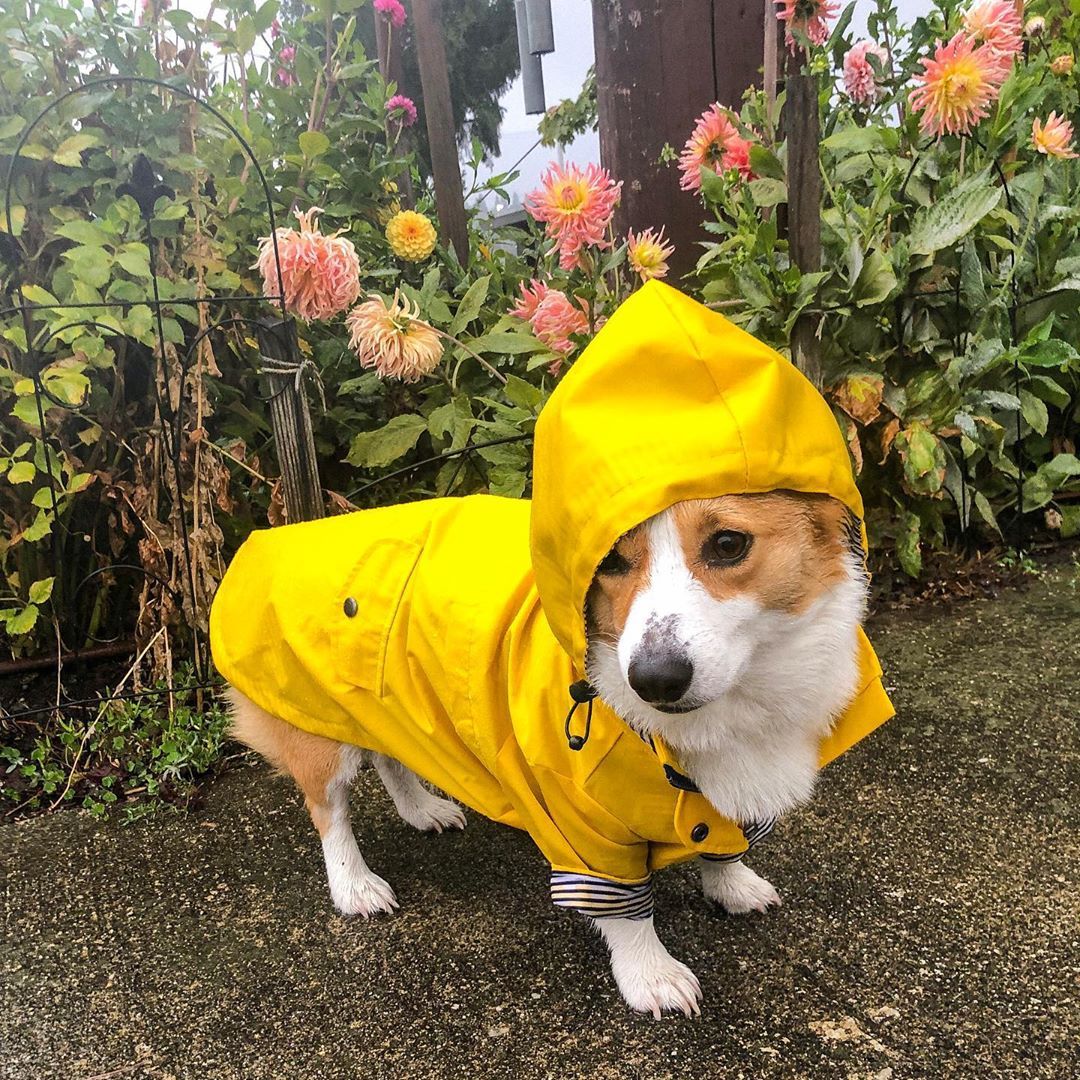 Imperméable à capuche pour chien