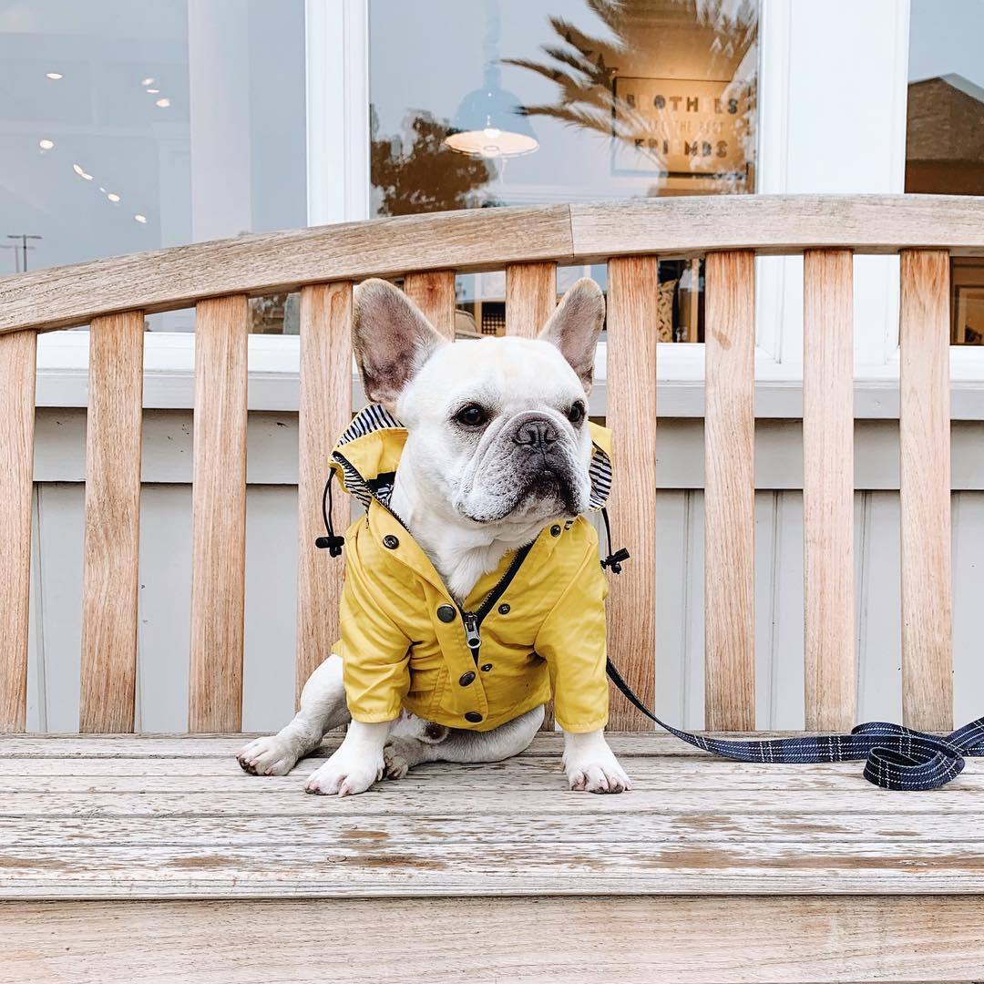 Imperméable à capuche pour chien