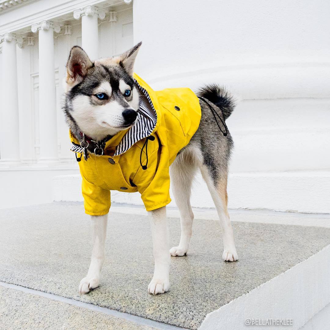 Imperméable à capuche pour chien